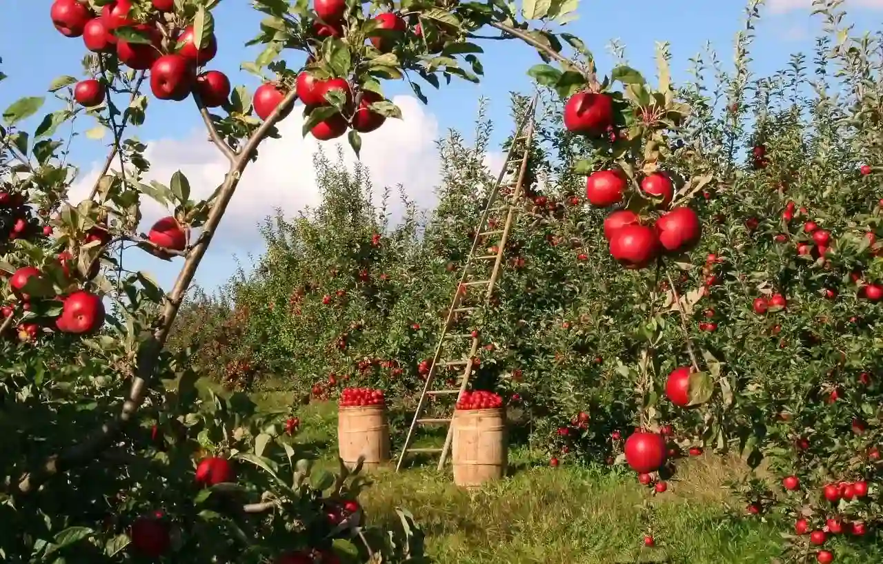 apple harvest season in kashmir
